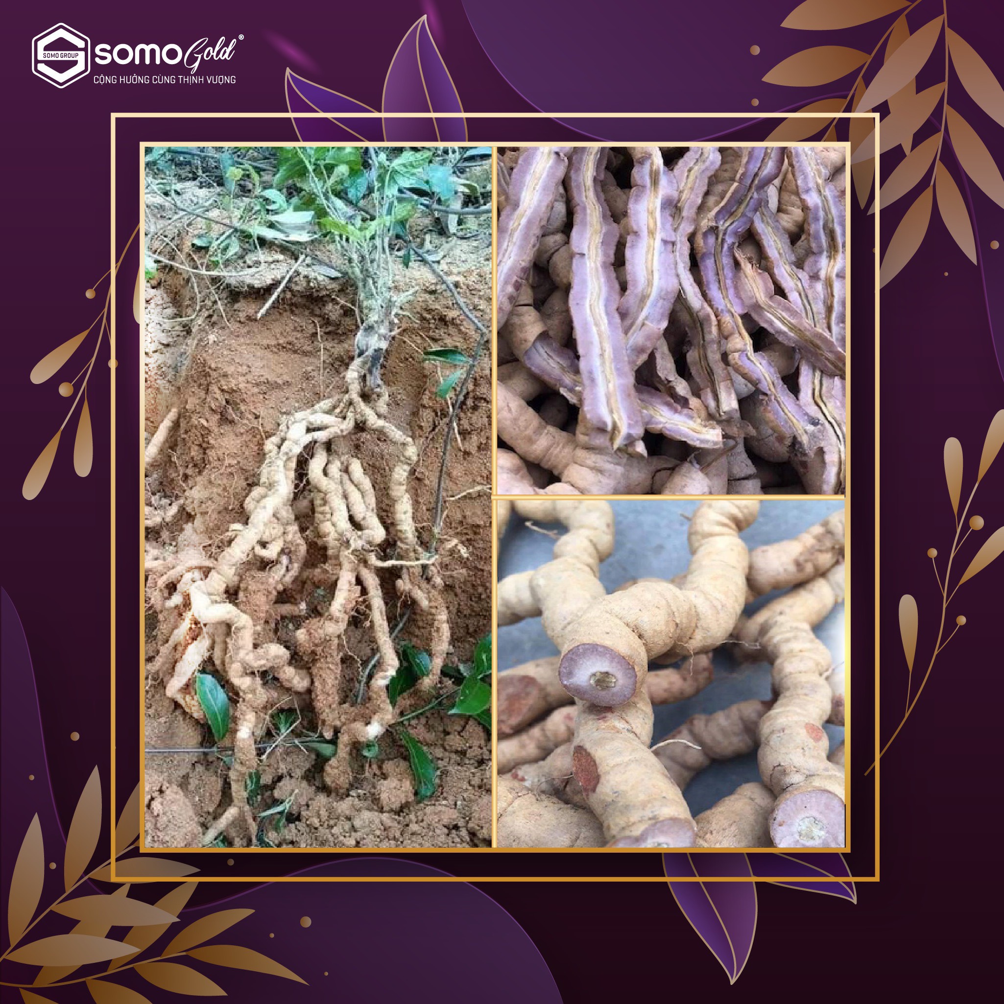 củ ba kích tím tươi